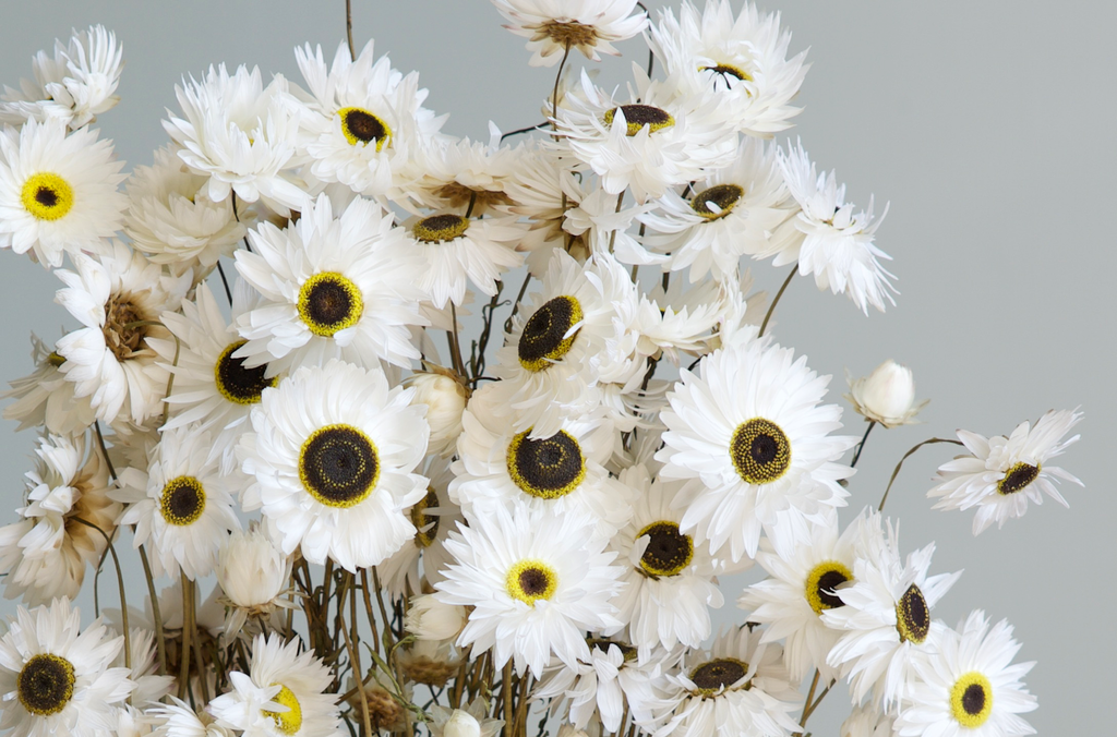 Dried Flowers vs Fresh Flowers