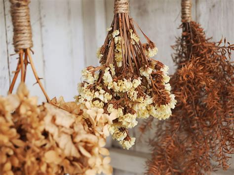 How to Care for Dried Flowers