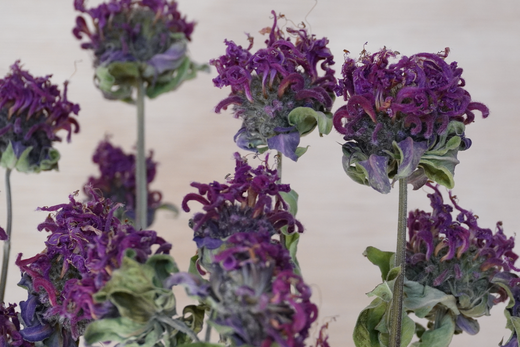Monarda - purple