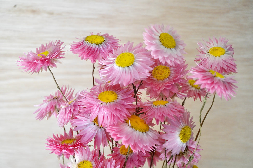 Acroclinium - pink