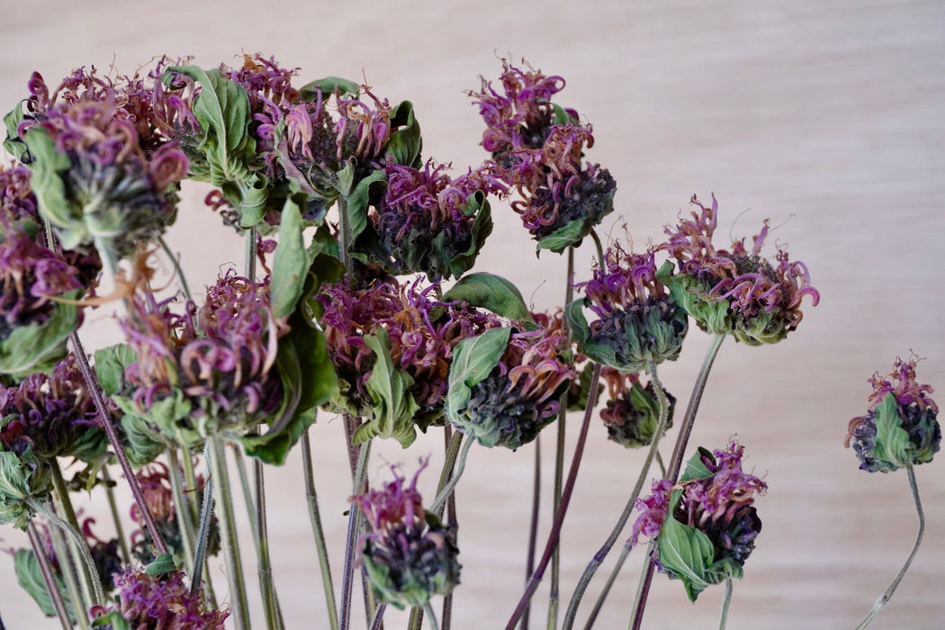 Monarda - mauve