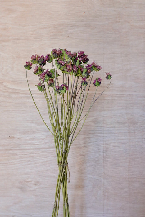Monarda - mauve