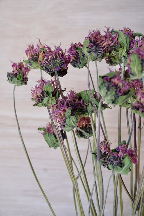 Monarda - mauve