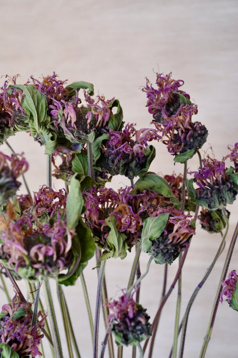 Monarda - mauve