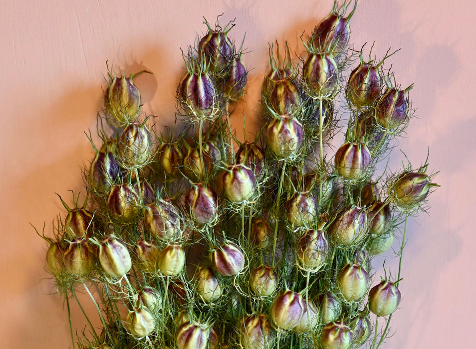 Nigella Pods