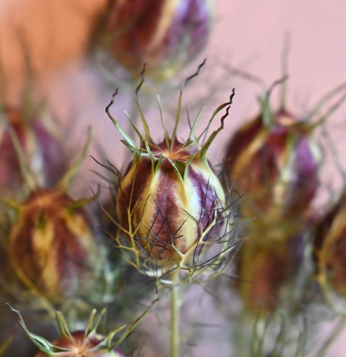Nigella Pods
