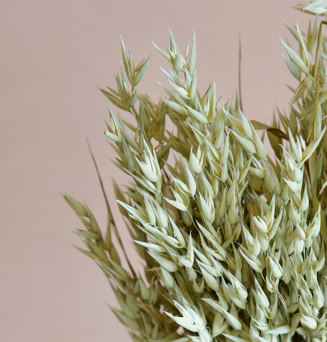 Oat - Green / Natural