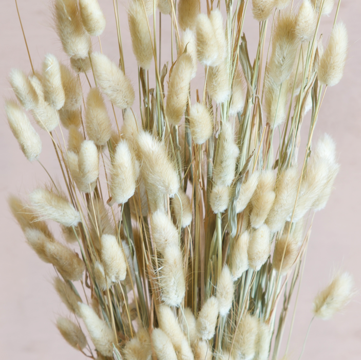 Lagurus - Cream / Natural