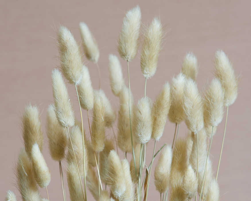 Lagurus - Cream / Natural