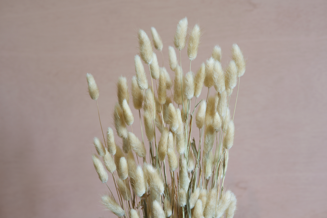 Lagurus - Cream / Natural