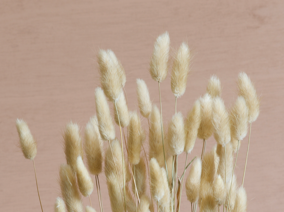 Lagurus - Cream / Natural