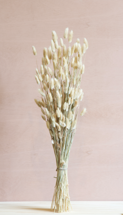 Lagurus - Cream / Natural