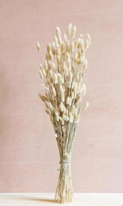Lagurus - Cream / Natural