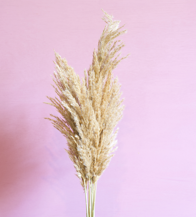 Cortaderia - Cream/ Natural