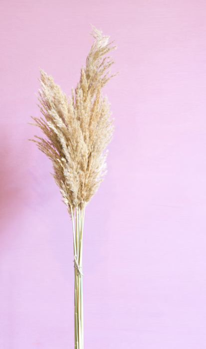Cortaderia - Cream/ Natural