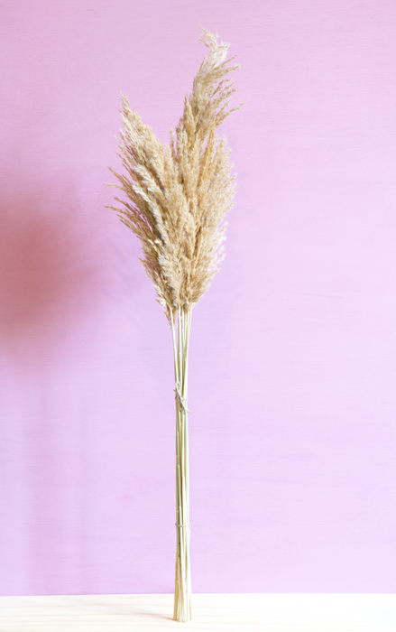 Cortaderia - Cream/ Natural