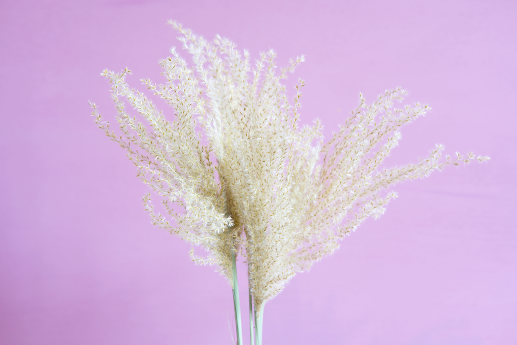 Stipa Penata  - Cream / Natural