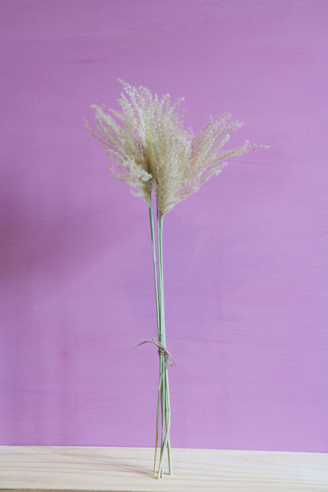 Stipa Penata  - Cream / Natural