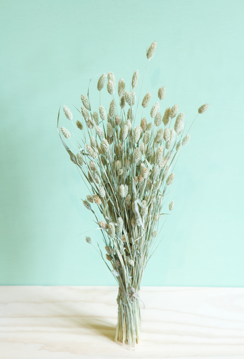 Phalaris - Green / Natural