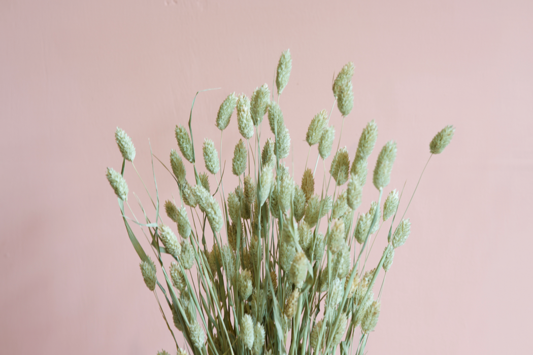 Phalaris - Green / Natural
