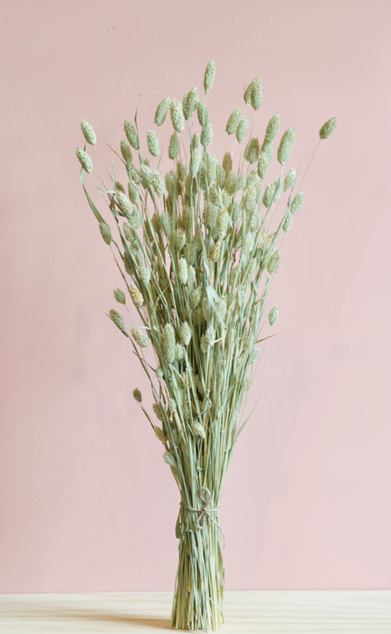 Phalaris - Green / Natural