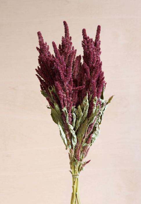 Amaranthus - Red