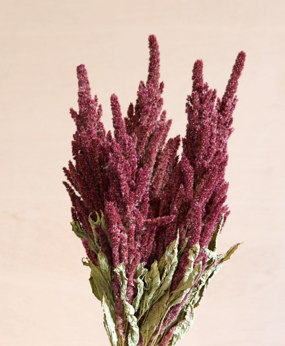 Amaranthus - Red