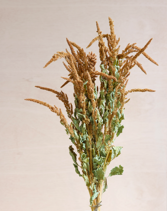 Amaranthus - Orange