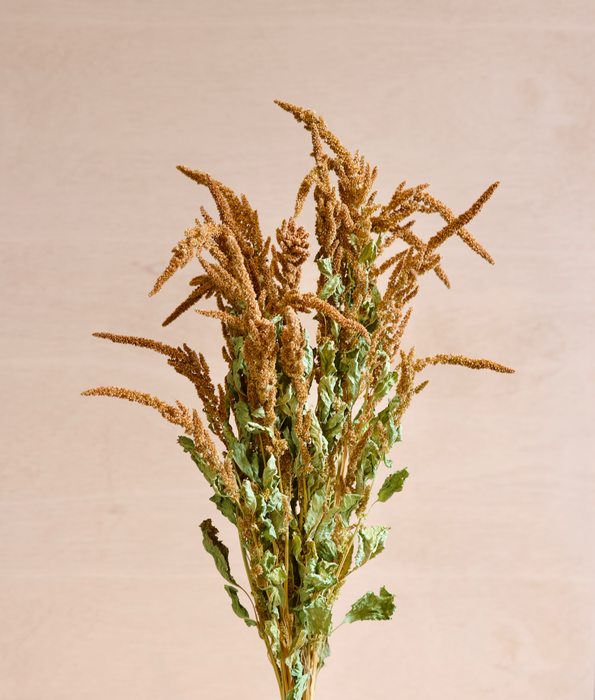 Amaranthus - Orange