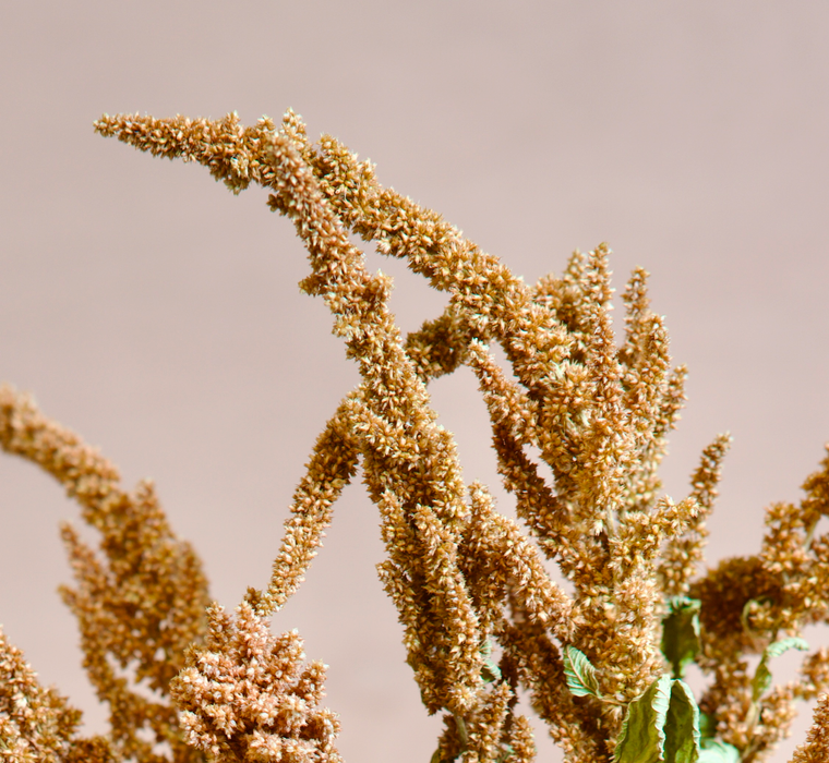 Amaranthus - Orange