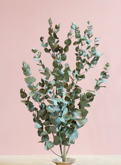 Eucalyptus - Green