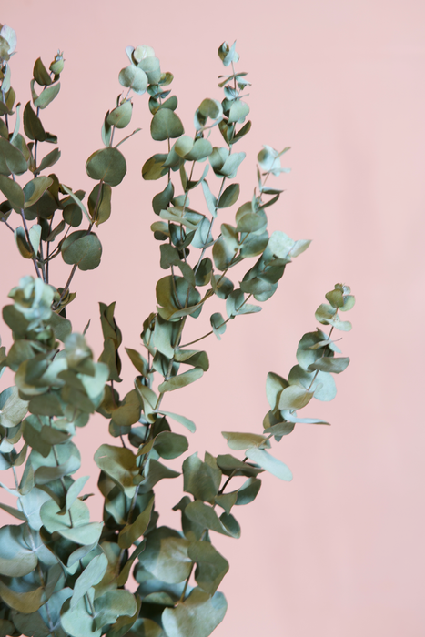 Eucalyptus - Green