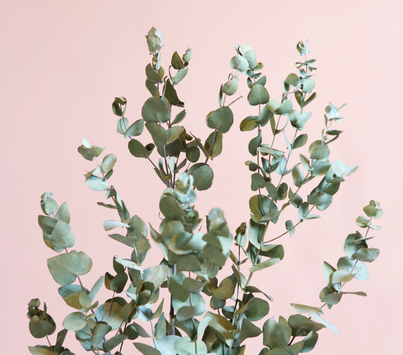 Eucalyptus - Green