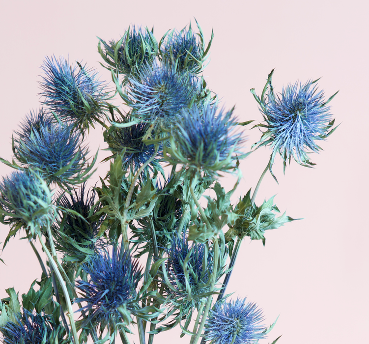 Eryngium - Blue
