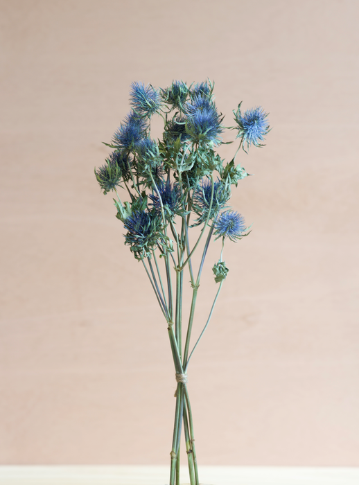 Eryngium - Blue