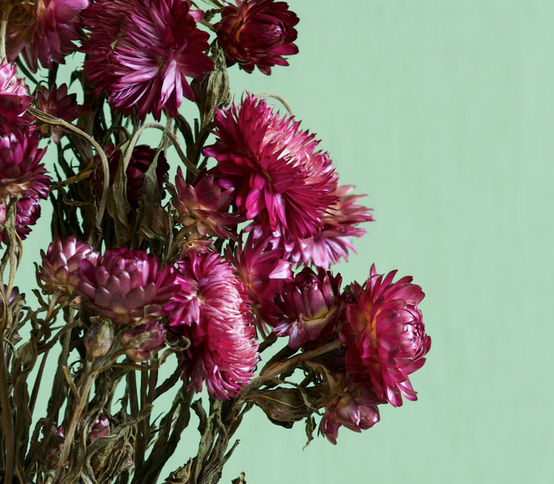 Helichrysum - Dark Pink