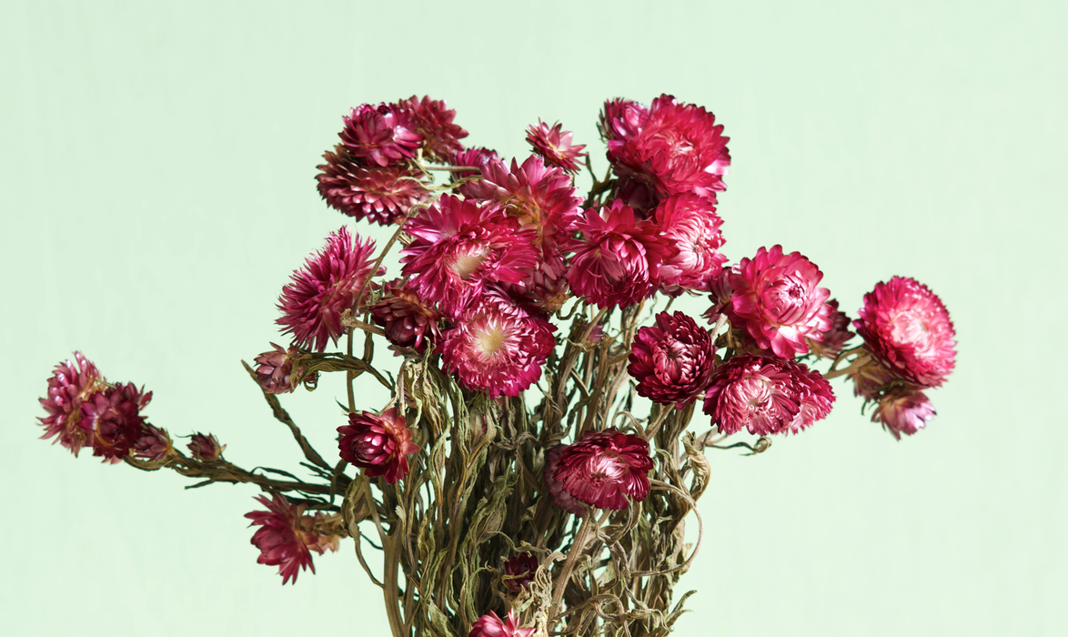 Helichrysum - Dark Pink