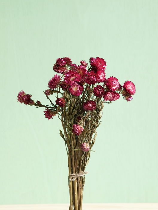 Helichrysum - Dark Pink