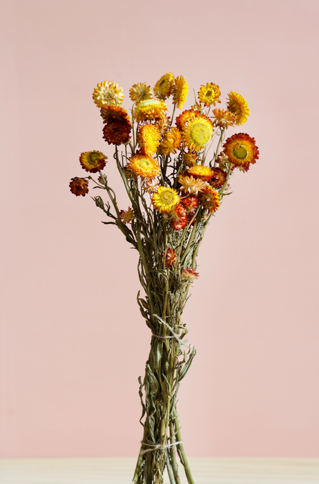 Helichrysum - Orange