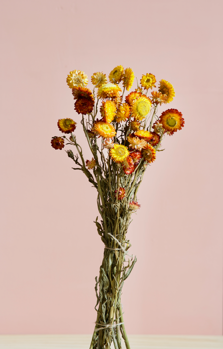 Helichrysum - Orange