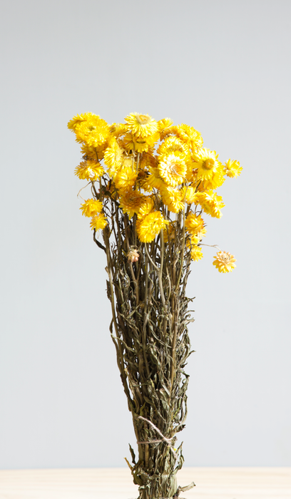 Helichrysum - Yellow
