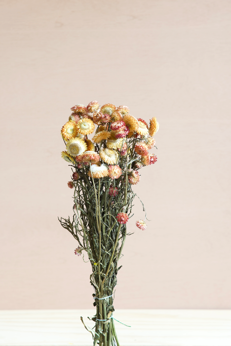 Helichrysum - Salmon