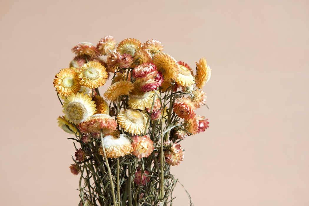 Helichrysum - Salmon