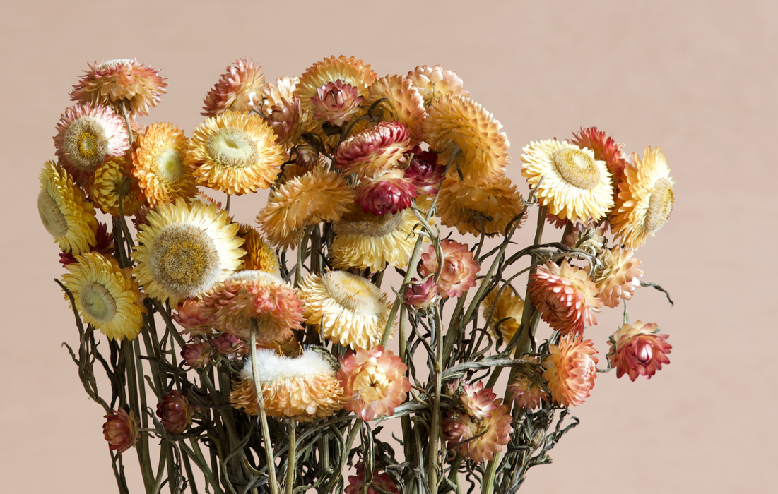 Helichrysum - Salmon