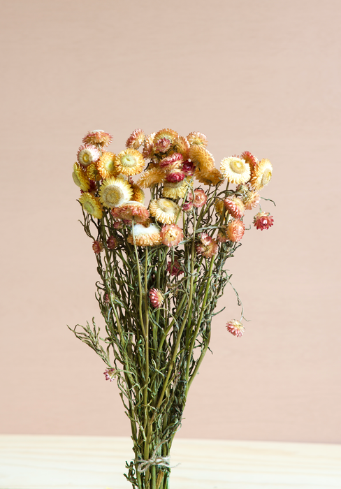 Helichrysum - Salmon