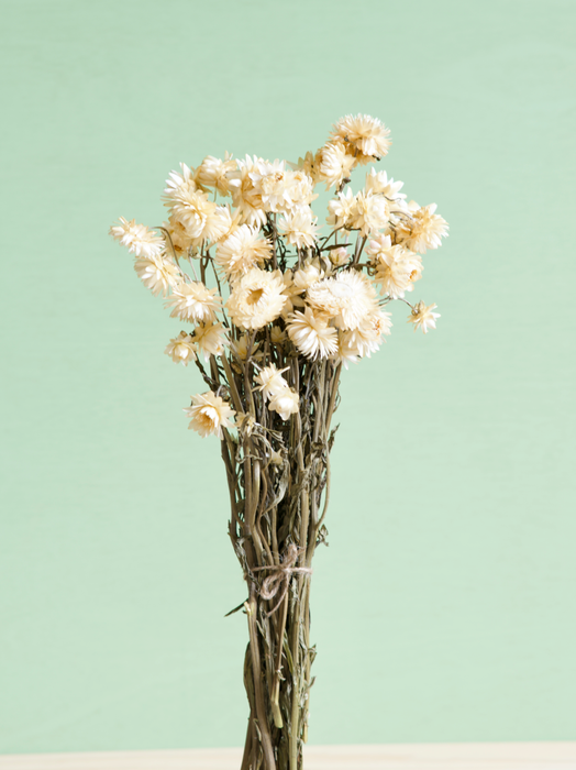 Helichrysum - Cream