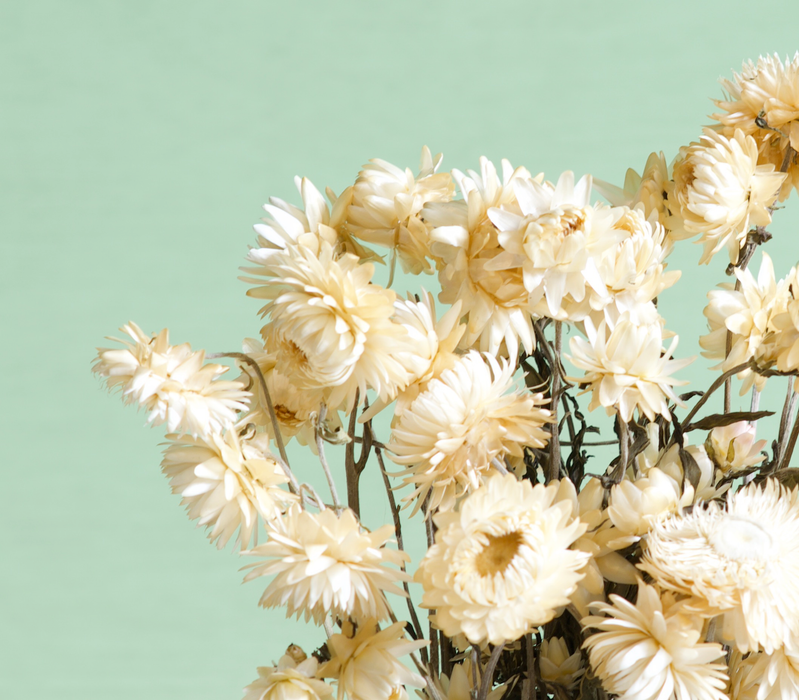 Helichrysum - Cream
