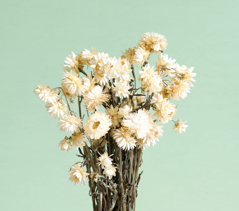 Helichrysum - Cream