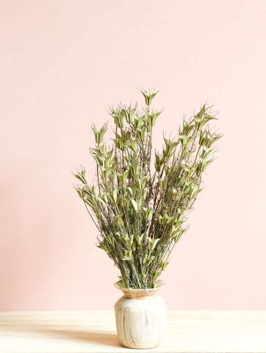 Nigella Orientalis - Green / Natural