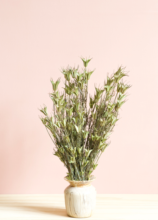 Nigella Orientalis - Green / Natural